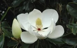 Little Gem Dwarf Southern Magnolia - 5 Gallon Pot -Shrub Plant Shop Magnolia Little Gem Bloom 2