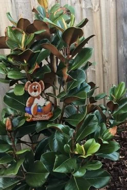 Teddy Bear Dwarf Southern Magnolia - 7 Gallon Pot (3-4') -Shrub Plant Shop Magnolia Teddy Bear 4