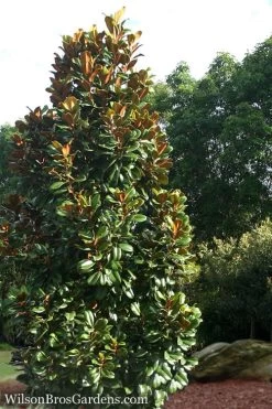 Teddy Bear Dwarf Southern Magnolia - 7 Gallon Pot (3-4') -Shrub Plant Shop Magnolia Teddy Bear 5