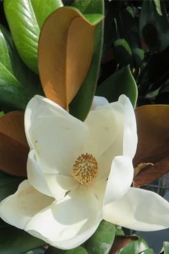 Teddy Bear Dwarf Southern Magnolia - 7 Gallon Pot (3-4') -Shrub Plant Shop Magnolia Teddy Bear 7