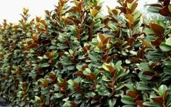 Teddy Bear Dwarf Southern Magnolia - 7 Gallon Pot (3-4') -Shrub Plant Shop Magnolia Teddy Bear 8