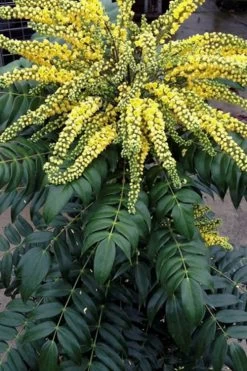 Marvel Mahonia - 2 Gallon Pot -Shrub Plant Shop Mahonia Marvel 500x750 1
