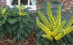 Marvel Mahonia - 2 Gallon Pot -Shrub Plant Shop Mahonia Marvel Flowers