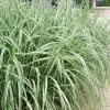 Variegated Maiden Grass - Miscanthus Sinensis 'Variegatus' - 1 Gallon Pot