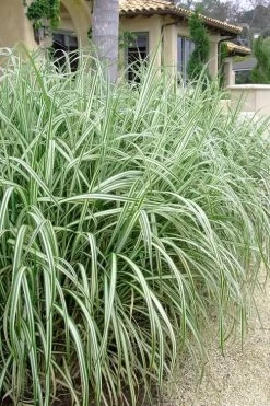 Variegated Maiden Grass - Miscanthus Sinensis 'Variegatus' - 6 Pack Of 1 Gallon Pots -Shrub Plant Shop Maiden Grass Variegated 11