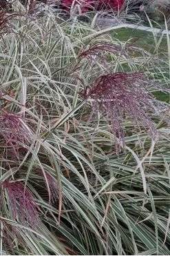 Variegated Maiden Grass - Miscanthus Sinensis 'Variegatus' - 6 Pack Of 1 Gallon Pots -Shrub Plant Shop Maiden Grass Variegated 12