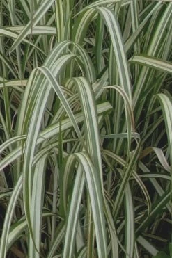 Variegated Maiden Grass - Miscanthus Sinensis 'Variegatus' - 1 Gallon Pot -Shrub Plant Shop Maiden Grass Variegated 13 2