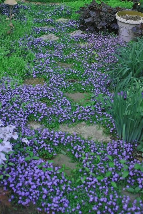 Blue Flowering Mazus - 18 Pack Of 3.5" Pint Pots 5 Blue Flowering Mazus - 18 Pack Of 3.5" Pint Pots - Image 5