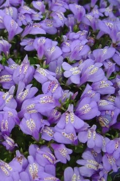 Blue Flowering Mazus - 18 Pack Of 3.5" Pint Pots 13 Blue Flowering Mazus - 18 Pack Of 3.5" Pint Pots -Shrub Plant Shop Masuz Blue 2 2