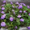 Blue Flowering Mazus - 6 Pack Of Pint Pots