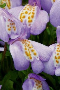 Blue Flowering Mazus - 6 Pack Of Pint Pots 10 Blue Flowering Mazus - 6 Pack Of Pint Pots -Shrub Plant Shop Masuz Blue 4 1