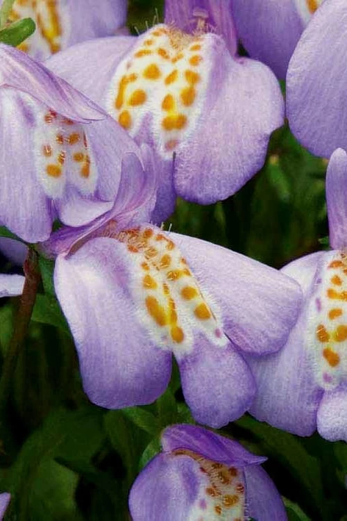 Blue Flowering Mazus - 6 Pack Of Pint Pots 4 Blue Flowering Mazus - 6 Pack Of Pint Pots - Image 4