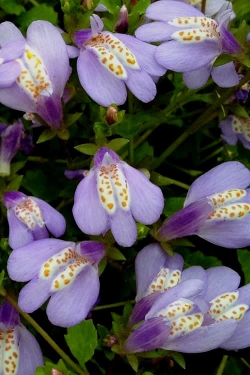 Blue Flowering Mazus - 6 Pack Of Pint Pots 6 Blue Flowering Mazus - 6 Pack Of Pint Pots - Image 6