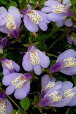 Blue Flowering Mazus - 18 Pack Of 3.5" Pint Pots 12 Blue Flowering Mazus - 18 Pack Of 3.5" Pint Pots -Shrub Plant Shop Masuz Blue 5 2