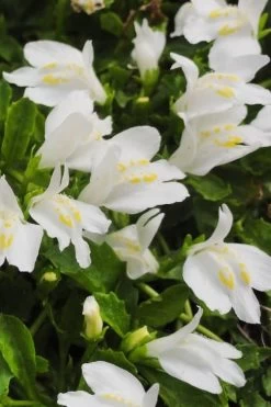 White Flowering Mazus - 5 Pack Of Pint Pots -Shrub Plant Shop Masuz White 2