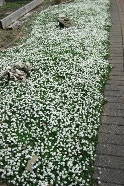 White Flowering Mazus - 6 Pack Of Pint Pots -Shrub Plant Shop Masuz White 3 2