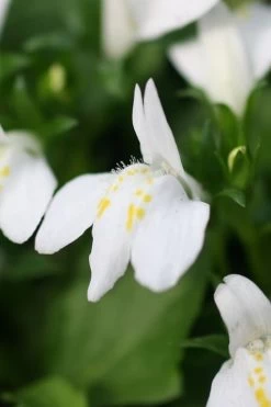 White Flowering Mazus - 18-Pack Of Pint Pots -Shrub Plant Shop Masuz White 4 3