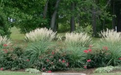 Adagio Dwarf Maiden Grass - Miscanthus Sinensis - 1 Gallon Pot 11 Adagio Dwarf Maiden Grass - Miscanthus Sinensis - 1 Gallon Pot -Shrub Plant Shop Miscanthus Adagio 1