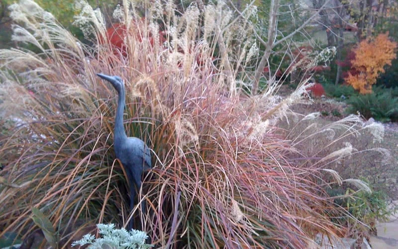 Adagio Dwarf Maiden Grass - Miscanthus Sinensis - 1 Gallon Pot 6 Adagio Dwarf Maiden Grass - Miscanthus Sinensis - 1 Gallon Pot - Image 6