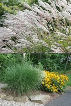 Maiden Grass - Miscanthus Sinensis 'Gracillimus' - 3 Gallon Pot -Shrub Plant Shop Miscanthus Gracillimus 500x750 2