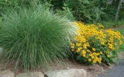 Maiden Grass - Miscanthus Sinensis 'Gracillimus' - 6 Pack Of 1 Gallon Pots -Shrub Plant Shop Miscanthus Gracillimus With Rudbeckia