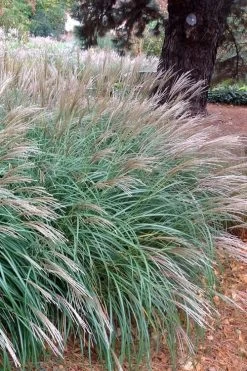 Little Kitten Dwarf Maiden Grass - Miscanthus Sinensis - 2 Gallon Pot -Shrub Plant Shop Miscanthus Little Kittens 11