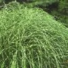 Little Zebra Grass - Miscanthus - 3 Gallon Pot
