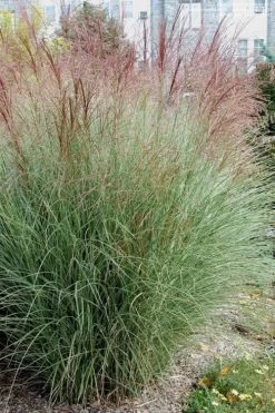 Morning Light Maiden Grass - Miscanthus Sinensis - 6 Pack Of 1 Gallon Pots -Shrub Plant Shop Miscanthus Morning Light 1