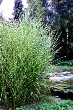 Porcupine Zebra Grass (Miscanthus Sinensis 'Strictus') - 3 Gallon Pot -Shrub Plant Shop Miscanthus Porcupine Grass 14