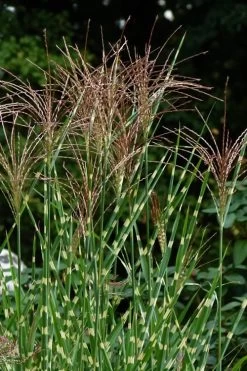 Porcupine Zebra Grass (Miscanthus Sinensis 'Strictus') - 3 Gallon Pot -Shrub Plant Shop Miscanthus Porcupine Grass 5