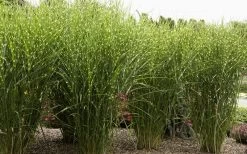 Porcupine Zebra Grass (Miscanthus Sinensis 'Strictus') - 3 Gallon Pot -Shrub Plant Shop Miscanthus Porcupine Grass 8