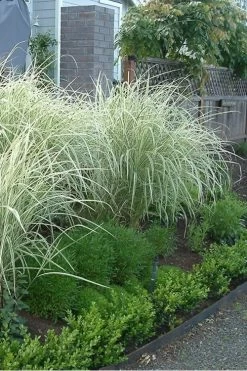 Variegated Maiden Grass - Miscanthus Sinensis 'Variegatus' - 3 Gallon Pot