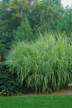 Zebra Grass - Miscanthus Sinensis 'Zebrinus' - 3 Gallon Pot 11 Zebra Grass - Miscanthus Sinensis 'Zebrinus' - 3 Gallon Pot -Shrub Plant Shop Miscanthus Zebra Grass 14