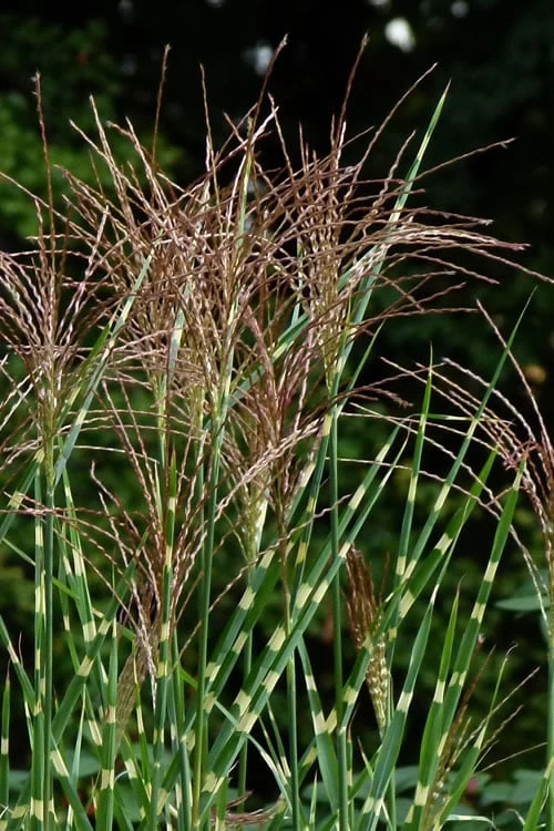 Zebra Grass - Miscanthus Sinensis 'Zebrinus' - 3 Gallon Pot 6 Zebra Grass - Miscanthus Sinensis 'Zebrinus' - 3 Gallon Pot - Image 6