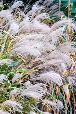 Zebra Grass - Miscanthus Sinensis 'Zebrinus' - 6 Pack Of 1 Gallon Pots -Shrub Plant Shop Miscanthus Zebra Grass 16 1