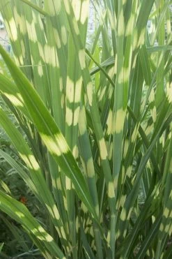 Zebra Grass - Miscanthus Sinensis 'Zebrinus' - 6 Pack Of 1 Gallon Pots -Shrub Plant Shop Miscanthus Zebra Grass 500x750 2
