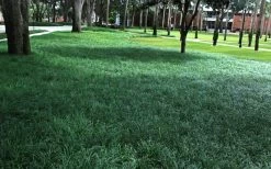 Tall Mondo Grass - 72 Pack Of 3.5" Pint Pots -Shrub Plant Shop Mondo Grass 21