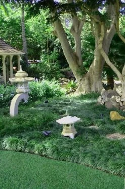 Tall Mondo Grass - 72 Pack Of 3.5" Pint Pots -Shrub Plant Shop Mondo Grass Black 25