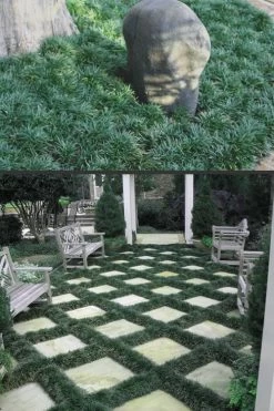 Dwarf Mondo Grass - 72 Pack Of 3.5" Pint Pots 11 Dwarf Mondo Grass - 72 Pack Of 3.5" Pint Pots -Shrub Plant Shop Mondo Grass Dwarf Rev 500x750 1