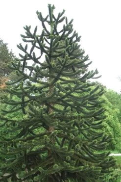Monkey Puzzle Tree - Araucaria Auracana - 5 Gallon Pot -Shrub Plant Shop Monkey Puzzle Tree 2
