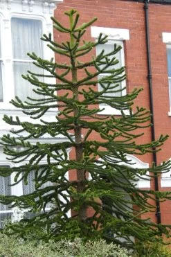 Monkey Puzzle Tree - Araucaria Auracana - 5 Gallon Pot -Shrub Plant Shop Monkey Puzzle Tree 3