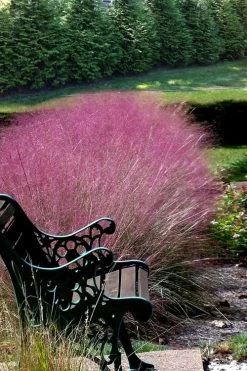 Pink Muhly Grass - Cotton Candy Grass - 3 Gallon Pot -Shrub Plant Shop Muhly Grass Pink 200
