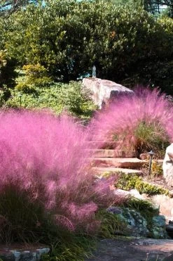 Pink Muhly Grass - Cotton Candy Grass - 3 Gallon Pot -Shrub Plant Shop Muhly Grass Pink 202