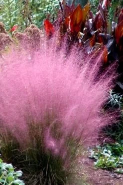 Pink Muhly Grass - Cotton Candy Grass - 2 Gallon Pot -Shrub Plant Shop Muhly Grass Pink 204 2