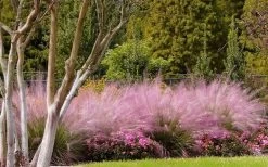 Pink Muhly Grass - Cotton Candy Grass - 1 Gallon Pot -Shrub Plant Shop Muhly Grass Pink 76