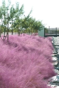Pink Muhly Grass - Cotton Candy Grass - 1 Gallon Pot -Shrub Plant Shop Muhly Grass Pink 77 1