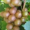 Fry Bronze Muscadine Grape Vine - 6 Pack Of 1 Gallon Pots