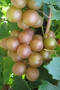 Fry Bronze Muscadine Grape Vine - 1 Gallon Pot
