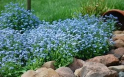 Semperflorens True Forget-Me-Not (Myosotis Scorpioides) - 5 Pack Of Quart Pots -Shrub Plant Shop Myosotis Mon Amie Blue Forget Me Not 9