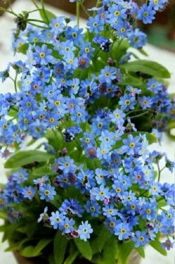 Semperflorens True Forget-Me-Not (Myosotis Scorpioides) - 5 Pack Of Quart Pots -Shrub Plant Shop Myosotis Semperflorens True Forget Me Not 2